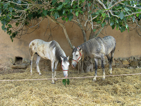Two Lusitano Horses Under a Fig Tree