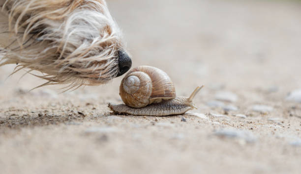 istock Dog nose exploring the world sourround it, jack russel terrier Arusha 2004999962