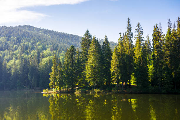 coniferous forest on the shore reflecting in the water