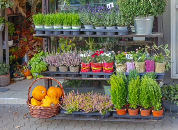 istock Florist Shop Plants 2005004862