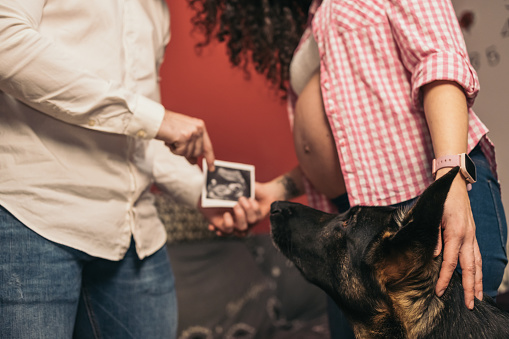 Young Pregnant Couple Introducing German Shepherd Dog to Unborn Baby through Ultrasound Print. Pregnant couple showing their dog a print of the future baby.