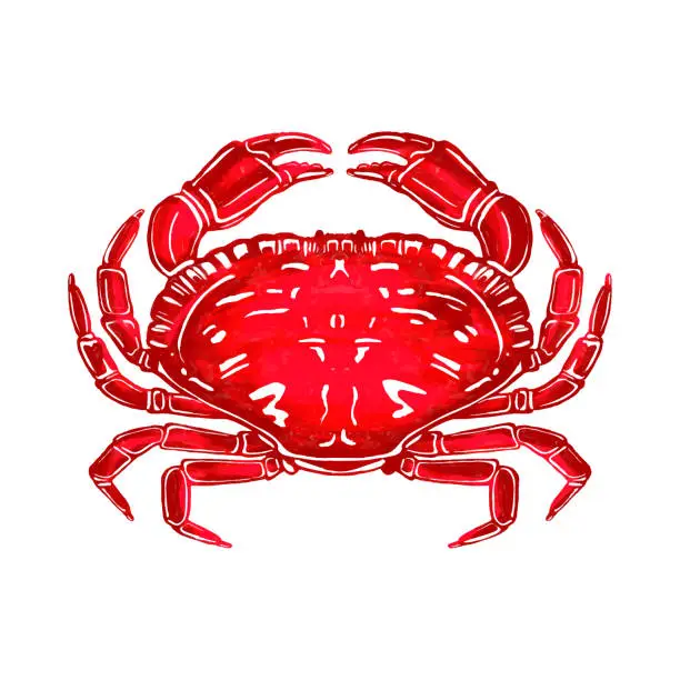 Vector illustration of Red Watercolor Crab Background. Sealife, Coastal, Tropical Design Element.