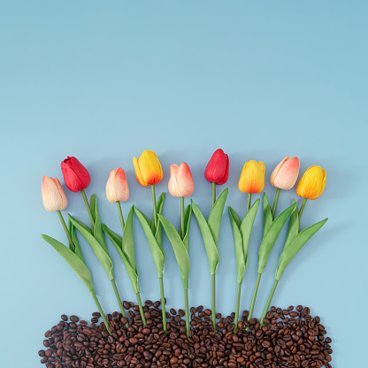Creative spring layout made with colorful tulip flowers and roasted coffee beans on blue background. Minimal nature concept. Trendy spring flowers idea. Flat lay.