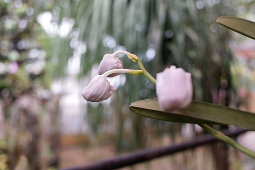 A pink flower bud from an orchid plant in the yard.