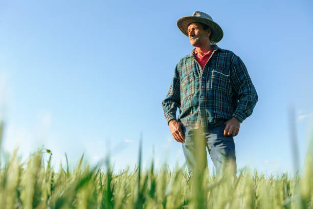 istock elderly farmer with hat standing in agricultural field. 2005036107