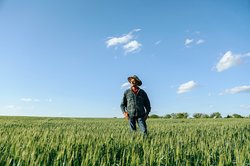 old american farmer is in the field with wheat crop. Male with hat, American mixed race against the blue sky. copy space