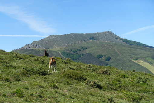 Two wild horses, a mare and her foal, in the mountains of the Basque Country