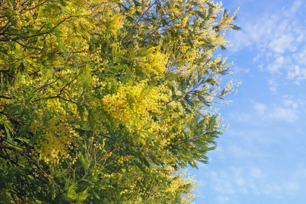 istock Branches and inflorescences of Acacia dealbata tree on sunny spring day 2005046127