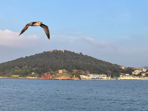 istock Seagull flying near the Princes' Islands at sunset, Turkey 2005047732