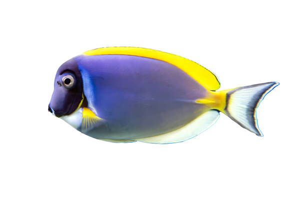 istock Tropical coral fish isolated on white background - Powder blue tang 2005051513