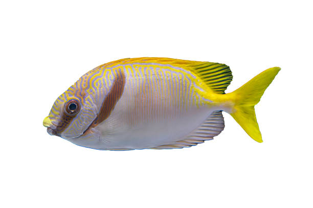 istock Tropical coral fish isolated on white background 2005051712