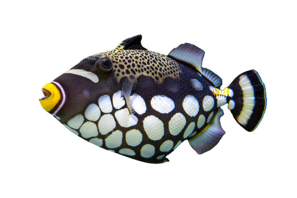 istock Tropical coral fish isolated on white background - Clown Triggerfish 2005052024