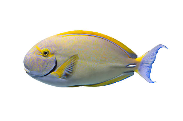 istock Tropical coral fish isolated on white background - Surgeonfish Acanthurids 2005052025