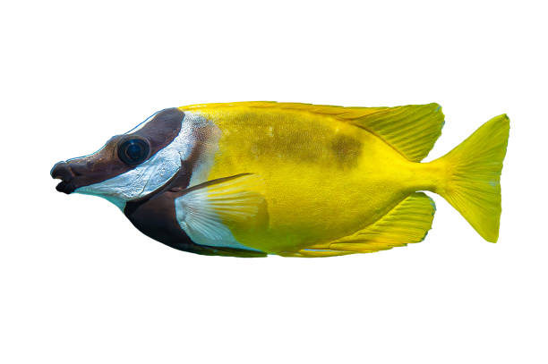 istock Tropical coral fish isolated on white background - Foxface Rabbitfish 2005052048