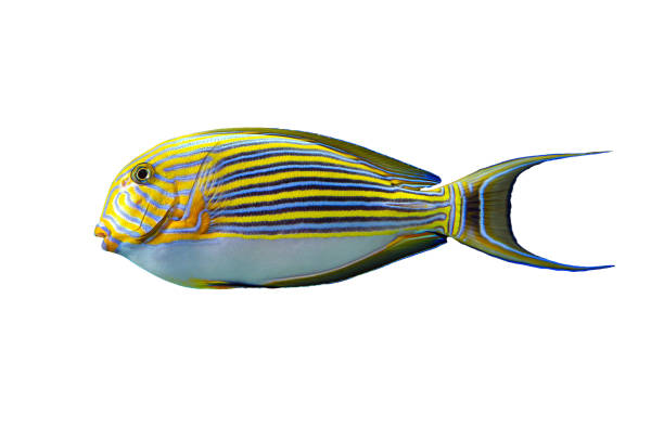 istock Tropical coral fish isolated on white background - Blue banded surgeonfish 2005052053