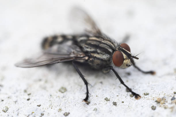 istock Housefly, close up macro shot of a fly 2005052061