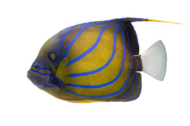 istock Tropical coral fish isolated on white background - Blue ringet angelfish 2005052589