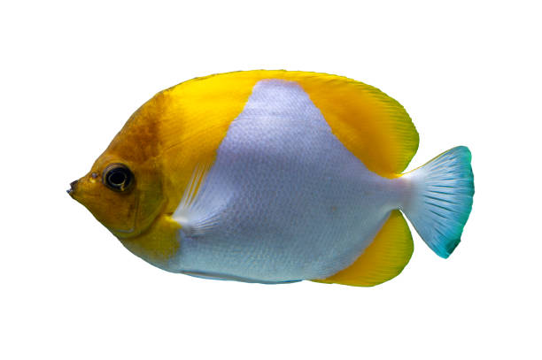istock Tropical coral fish isolated on white background - Pyramid Butterflyfish 2005052611