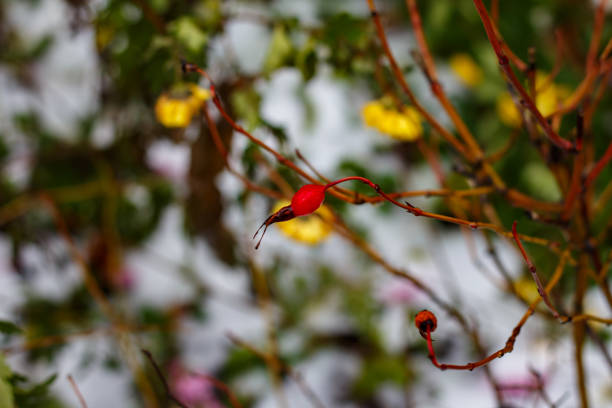 First snow in the yard of Kharkov