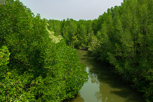 Tropical mangrove forest along coastal in Thailand