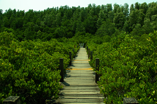wooden walk way through the mangrove forest