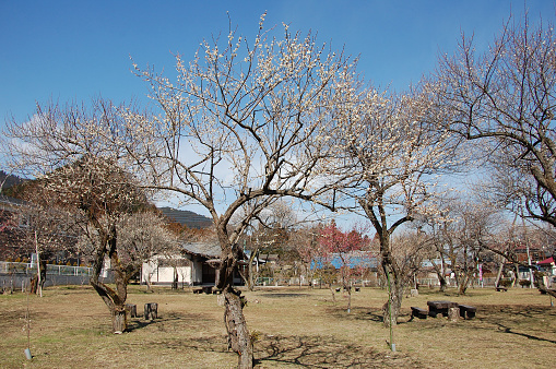 25,000 plum trees were planted in an area about 4 kilometers long between the Tama River and the hills extending east from Hinodeyama, located in the western part of central Ome City.