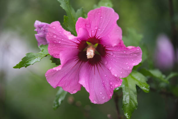beautiful purple hibiscus flowers on a bush