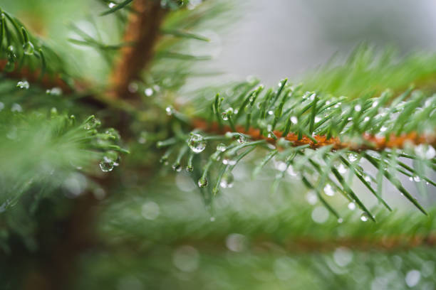 istock dew drops after rain on the tips of a coniferous tree 2005074115