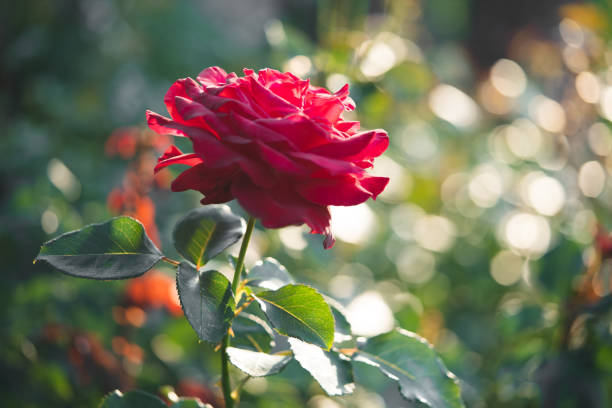 beautiful red rose growing in the garden