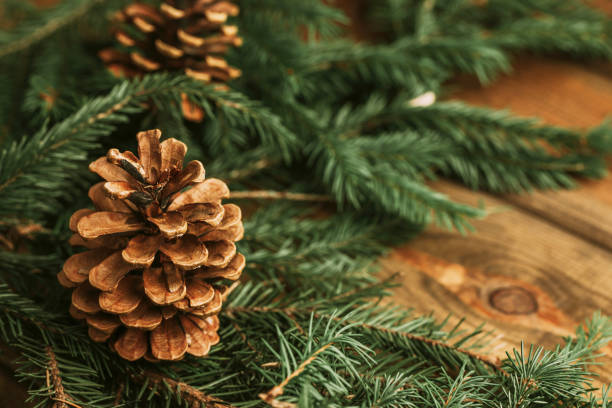istock Green needles branch on wooden table with empty copy space winter background. 2005084498