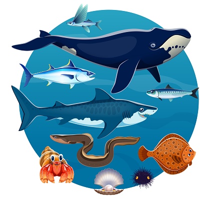 Cartoon sea animals and fishes of ocean world with big whale, shark and seashell, vector poster. Ocean exotic flying fish, tuna with herring, pearl shell and flounder with eel and sea urchin
