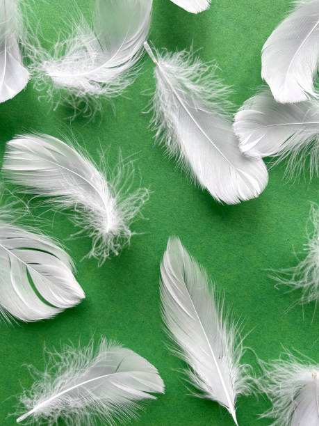 istock White feathers on green background. Background with feathers. Flat layer, top view. Background for postcard, Easter poster 2005099194