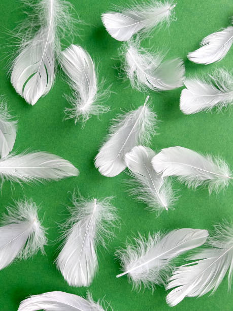 istock White feathers on green background. Background with feathers. Flat layer, top view. Background for postcard, Easter poster 2005099206