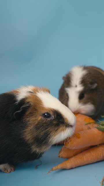 guinea-pigs couple and fresh carrots on blue background