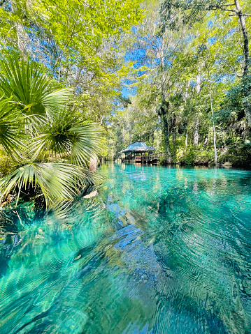 Clear aqua blue spring waters sparkle in the sunlight on the spring run on the Fort King Paddle Trail, Silver Springs State Park, Florida