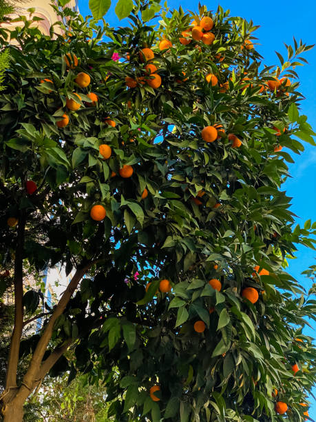 istock Closeup of ripe juicy mandarin oranges in greenery on tree branches 2005121116
