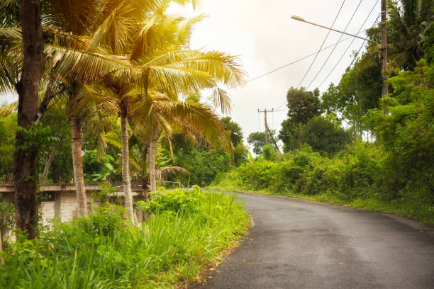 istock Country road with pal trees on Bali, Indonesia 2005129804