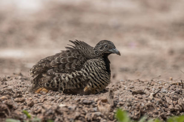 istock Barred Buttonquail on the ground animal portrait. 2005132571