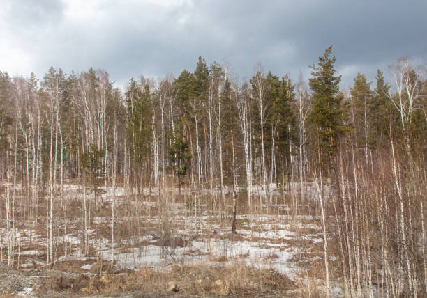 Birch forest in early spring. Early spring forest. Early spring forest. the first warm days.