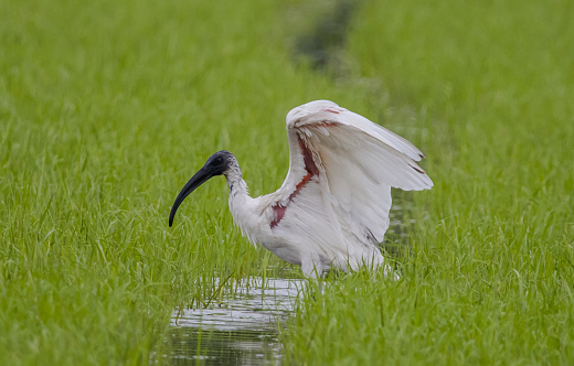 Black-headed Ibis \nBathing in a rice field furrow.