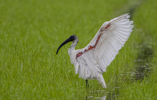 Black-headed Ibis \nBathing in a rice field furrow.