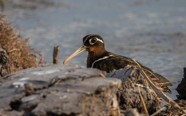 istock greater painted-snipe on the ground close up shot ( Animal portrait ). 2005136329