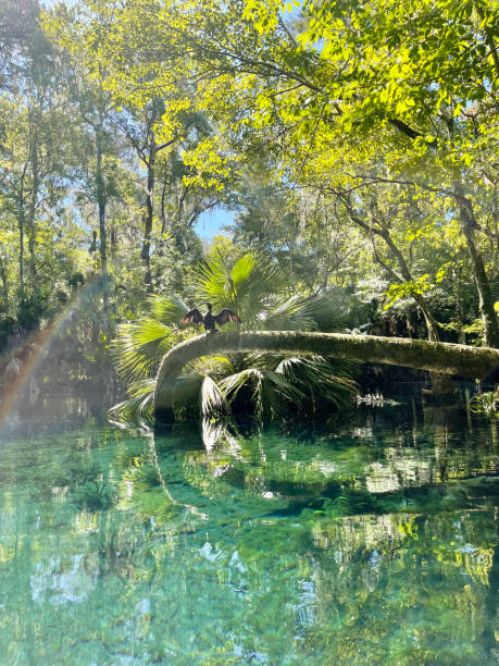 istock Fallen palm tree bent over in blue spring waters, Silver Springs State Park, Florida 2005144393