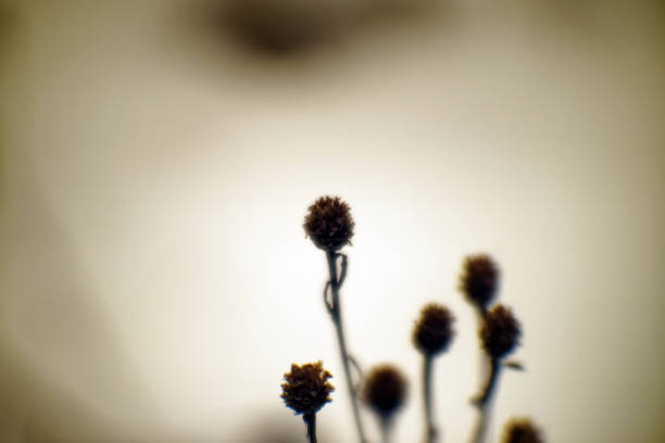 Last year's withered plant in winter, close-up