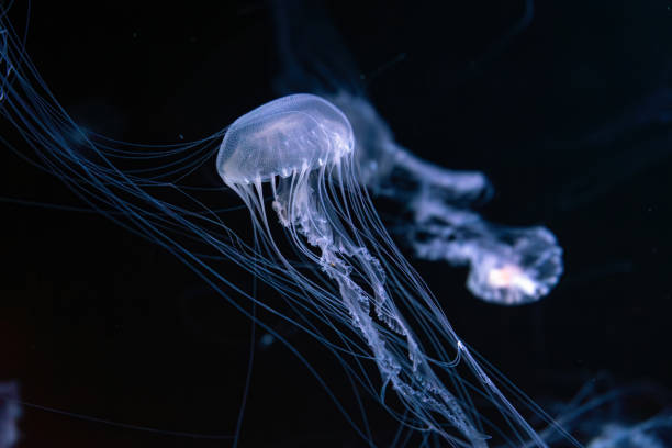 istock Fluorescent jellyfish swimming underwater aquarium pool. 2005145488