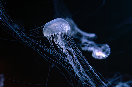 White jellyfish in front of black