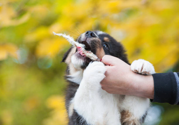 istock Australian Shepherd tricolor puppy in the park 2005147719