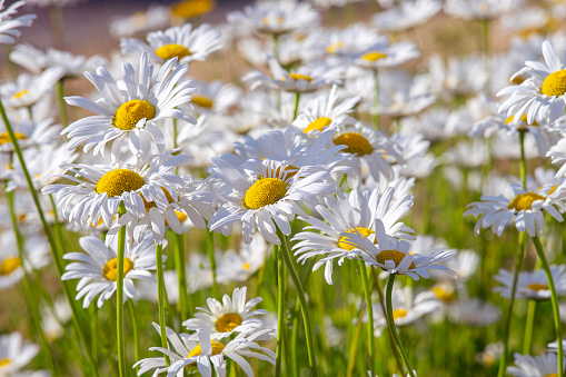 close-up white daisy flower and dark green background