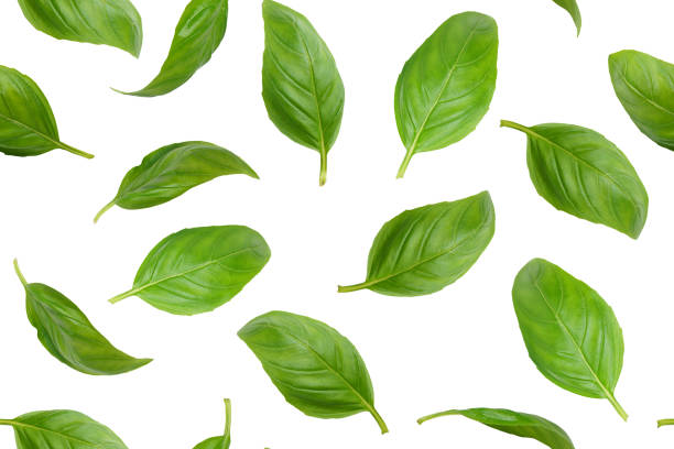 istock Fresh green organic basil leaves flying, isolated on white background, seamless pattern 2005147741