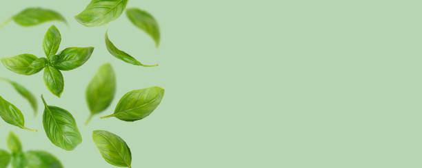 istock Fresh green organic basil leaves flying, isolated on green background, wide banner, header 2005148272